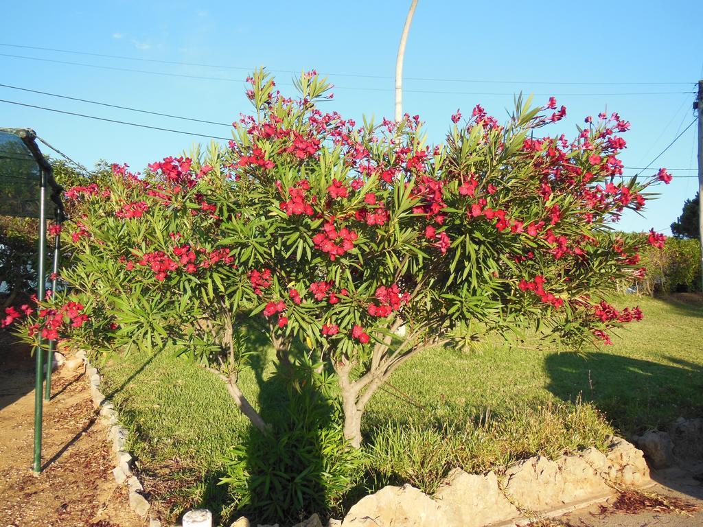 Hotel Jardins Da Balaia Albufeira Esterno foto
